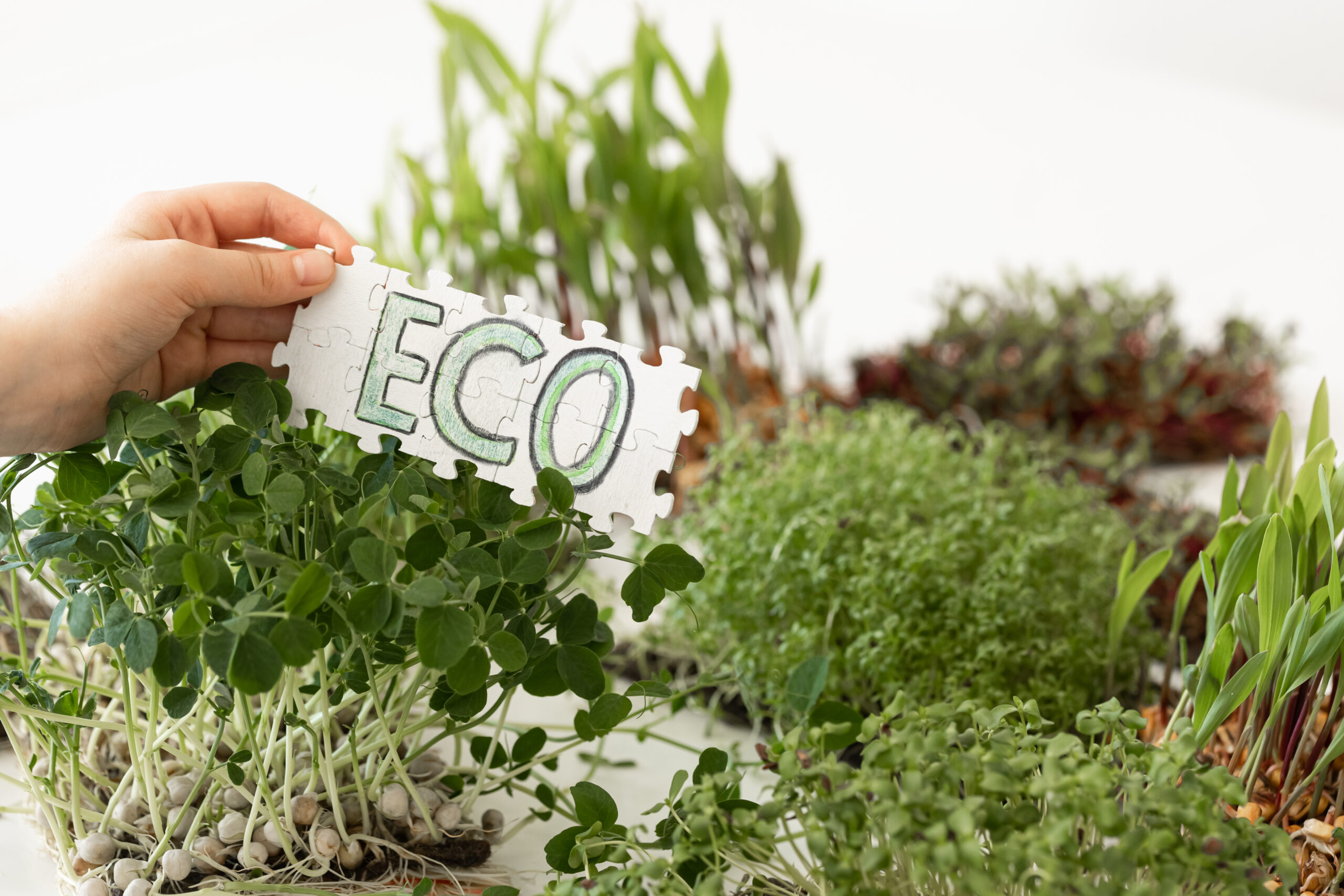 Puzzle with the inscription Eco in hands on the background of microgreens